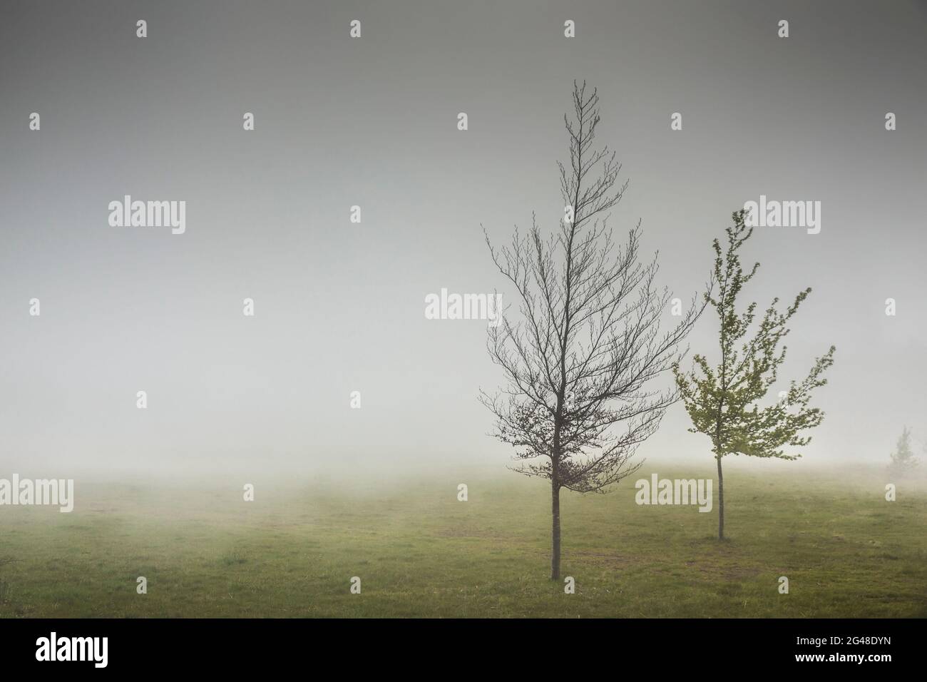 Paesaggio di alberi nella nebbia, isola di Madeira, Portogallo Foto Stock