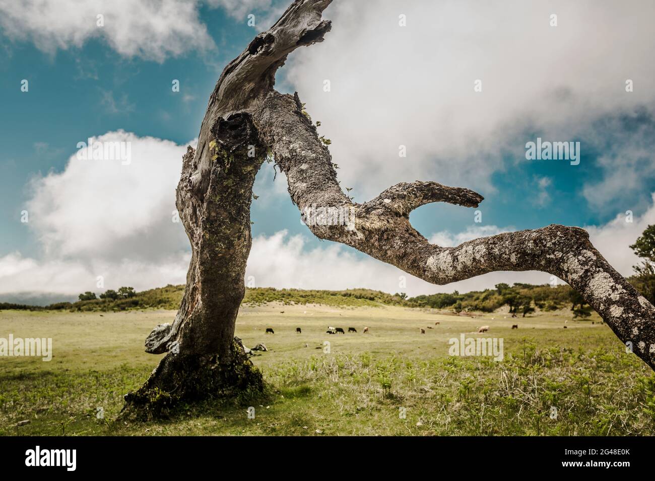 Bellissima vista del paesaggio di un tronco di un albero antico Foto Stock
