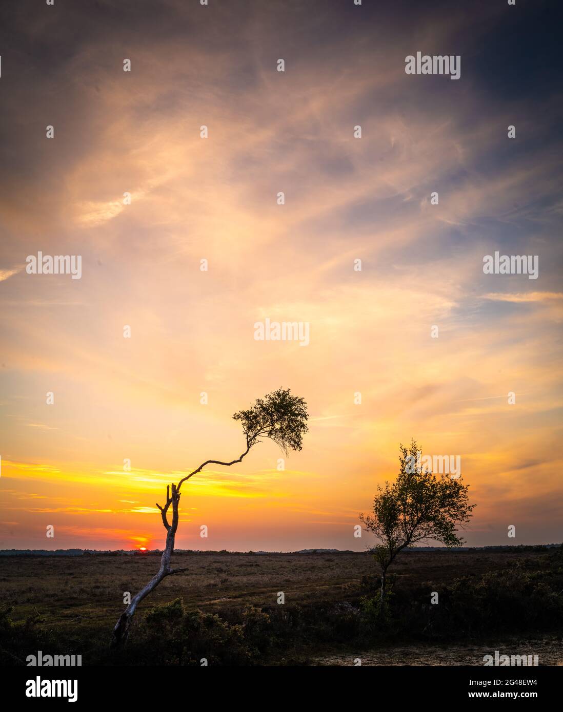 Holbury Tree, New Forest alba Foto Stock