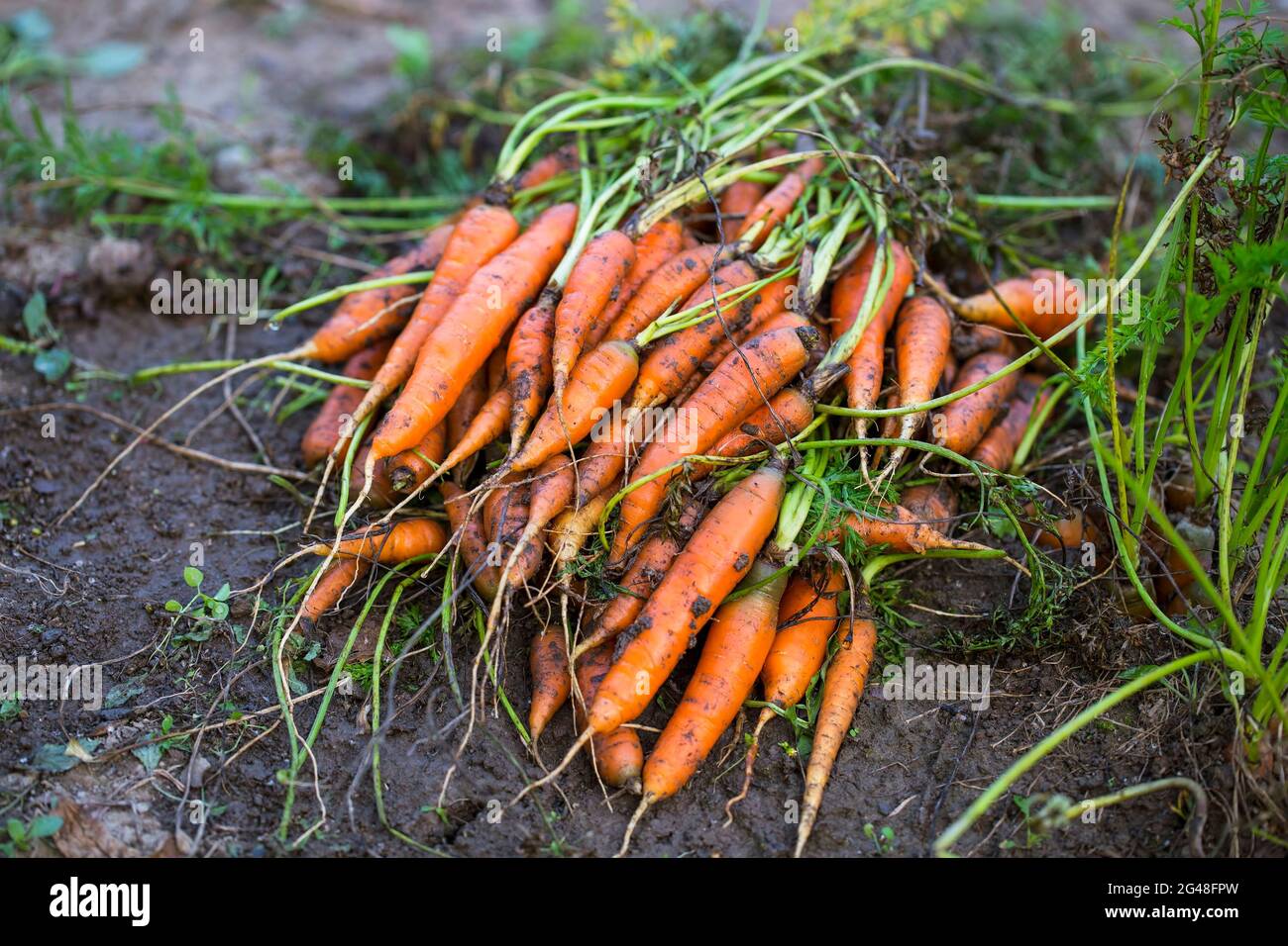 Un mazzo di carote biologiche raccolte di recente in giardino, agricoltura vegetale biologica bio Foto Stock