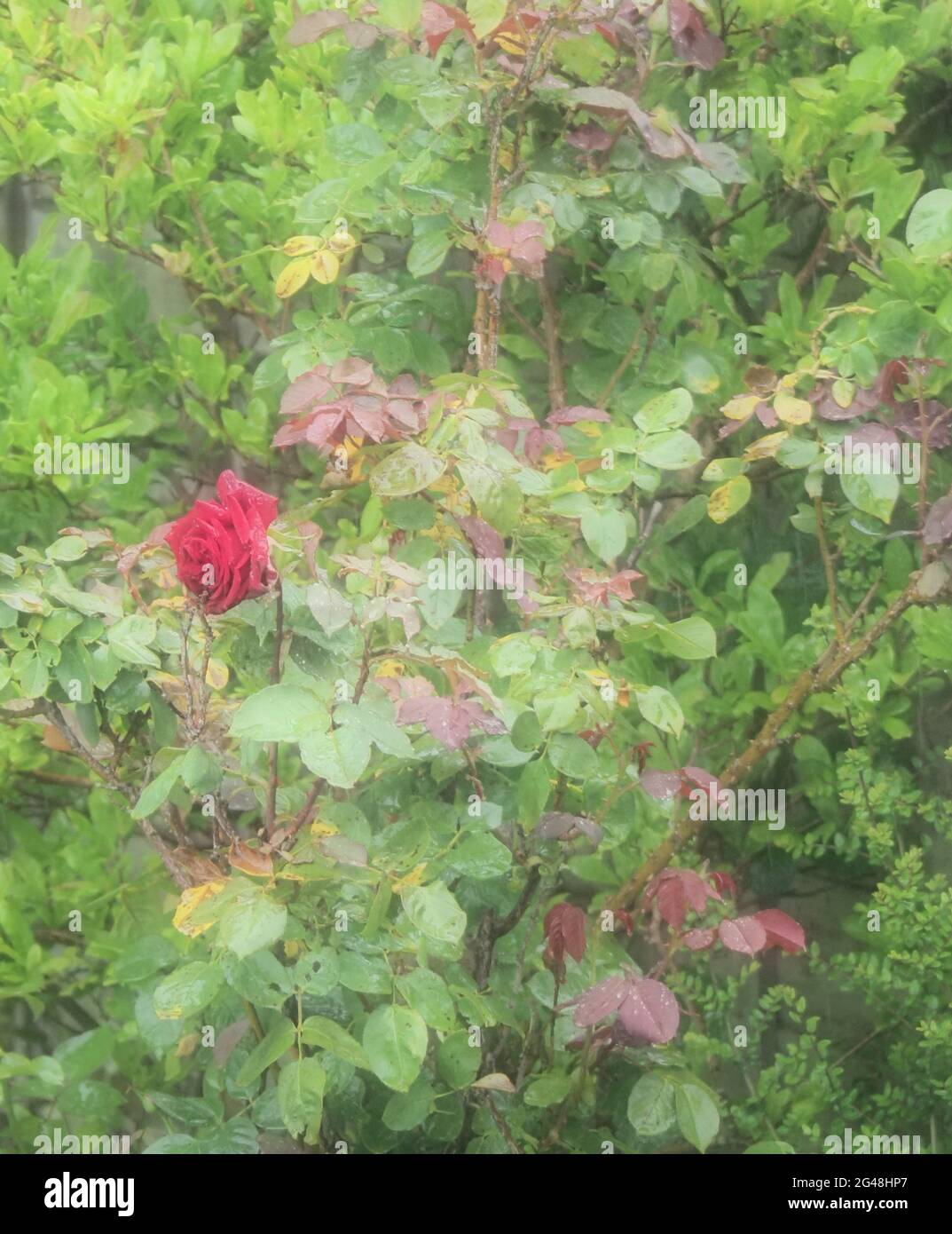 Un morbido ritratto nebby di una singola rosa rossa che cresce tra il fogliame rosso e verde Foto Stock