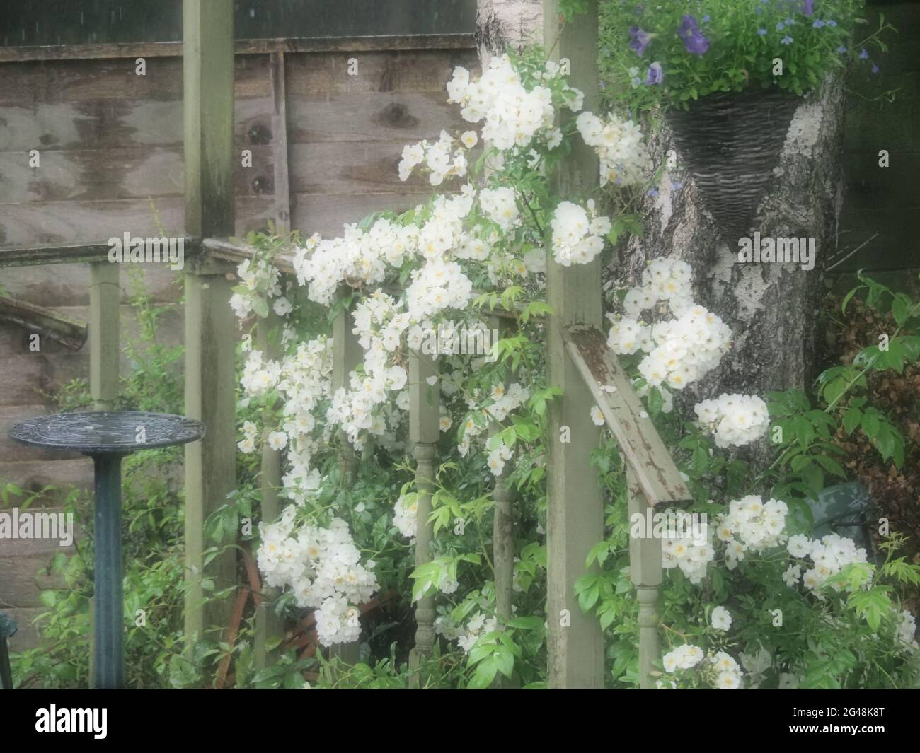 Una bella rosa bianca pallida arrampicata con molti fiori visto rivendicare un giardino di rifugio Foto Stock