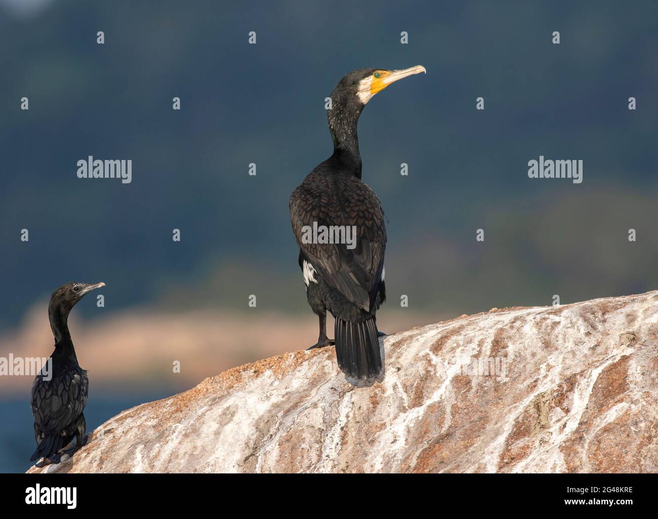 Due uccelli su una roccia; due uccelli seduti su una roccia; uccello su una roccia; uccello che riposa sulla roccia; cormorano sulla roccia; primo piano di un uccello Foto Stock