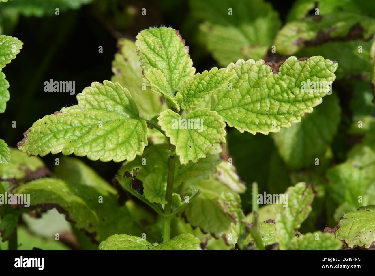Balsamo di limone, Melissa officinalis Foto Stock