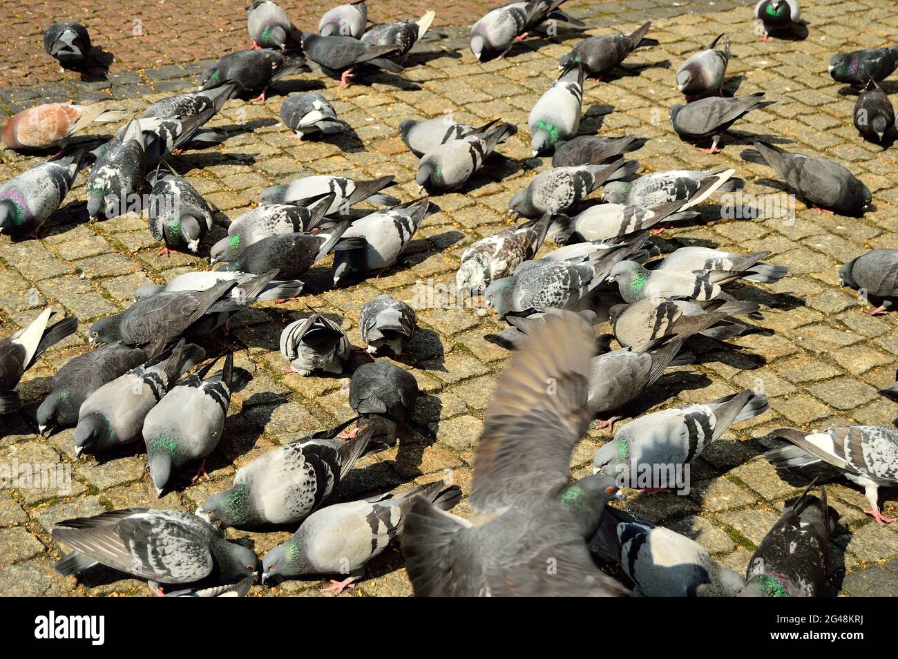 Un gregge di piccioni nello storico mercato lastricato mentre sono alimentati dai passanti. Molla. Foto Stock