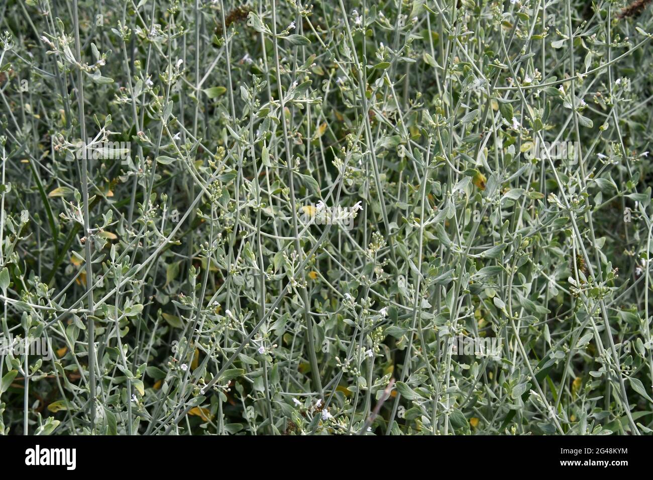 Micromeria fruticosa, Clinopodium serpyllifolium, microferia bianca, salato di lievito bianco Foto Stock