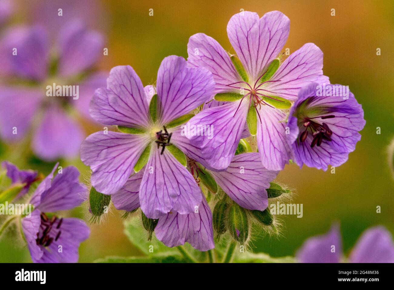 Geranio Philippe Vapelle Geranium renardii fiore Foto Stock