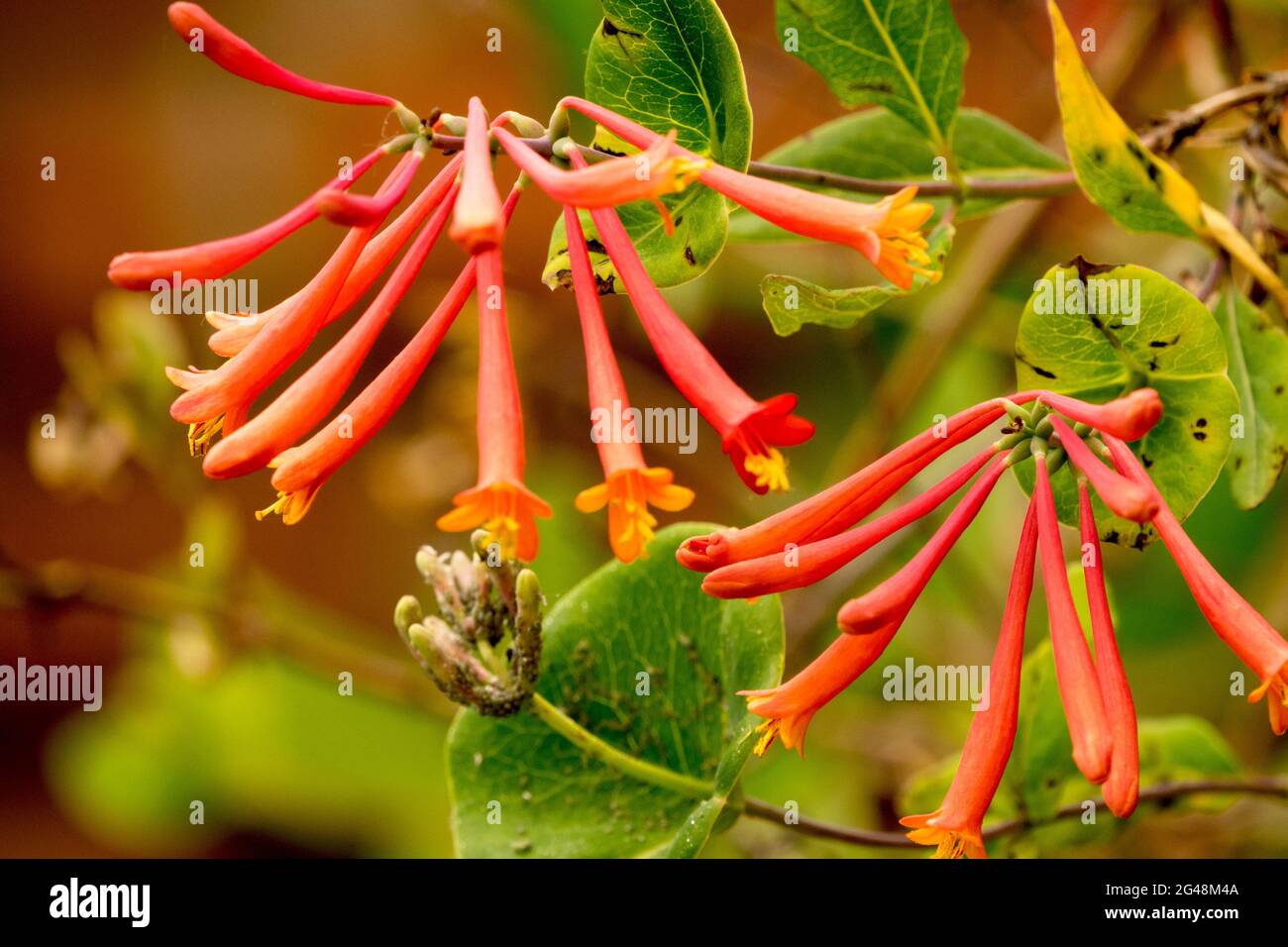 Lonicera sempervirens fiore Corallo Honeysuckle Foto stock - Alamy