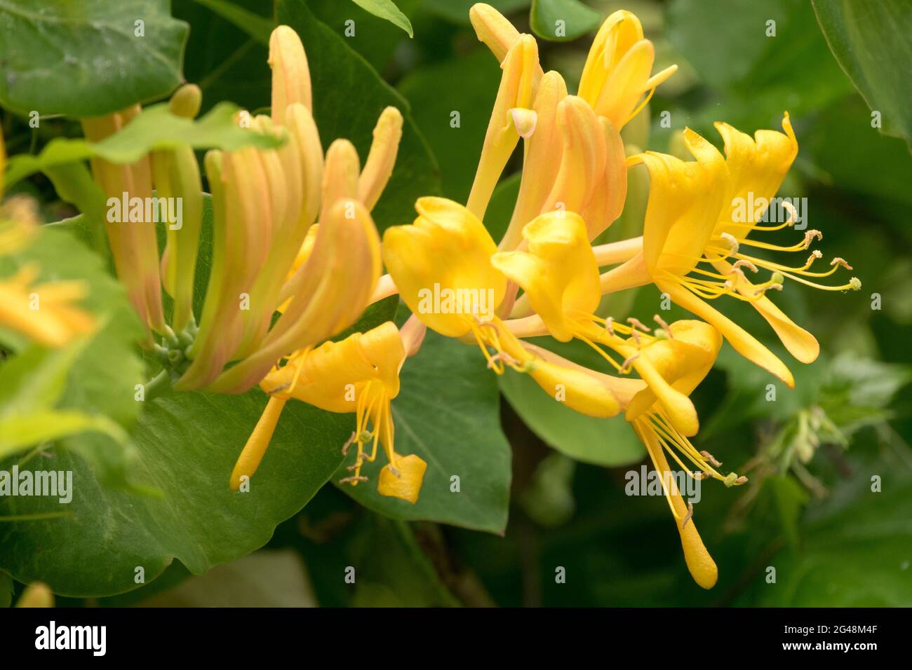 Giallo Lonicera × tellmanniana fiore Honeysuckle Foto Stock