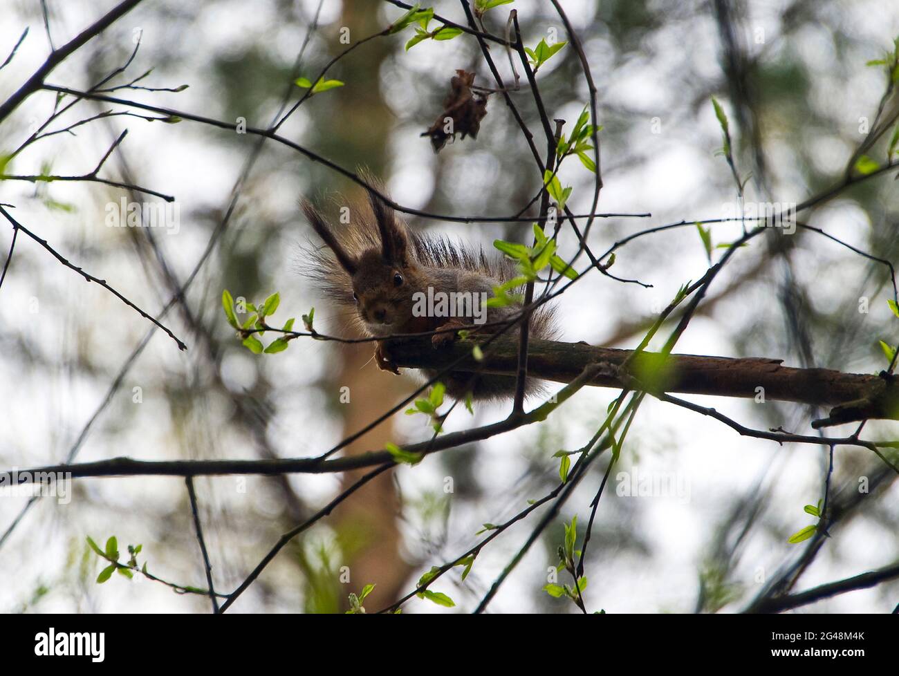 Sentiero nel bosco con scoiattolo immagini e fotografie stock ad alta ...