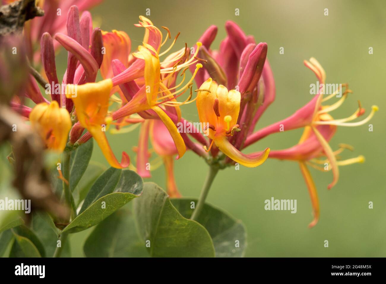 Lonicera × heckrottii 'Gold Flame' Honeysuckle Foto Stock