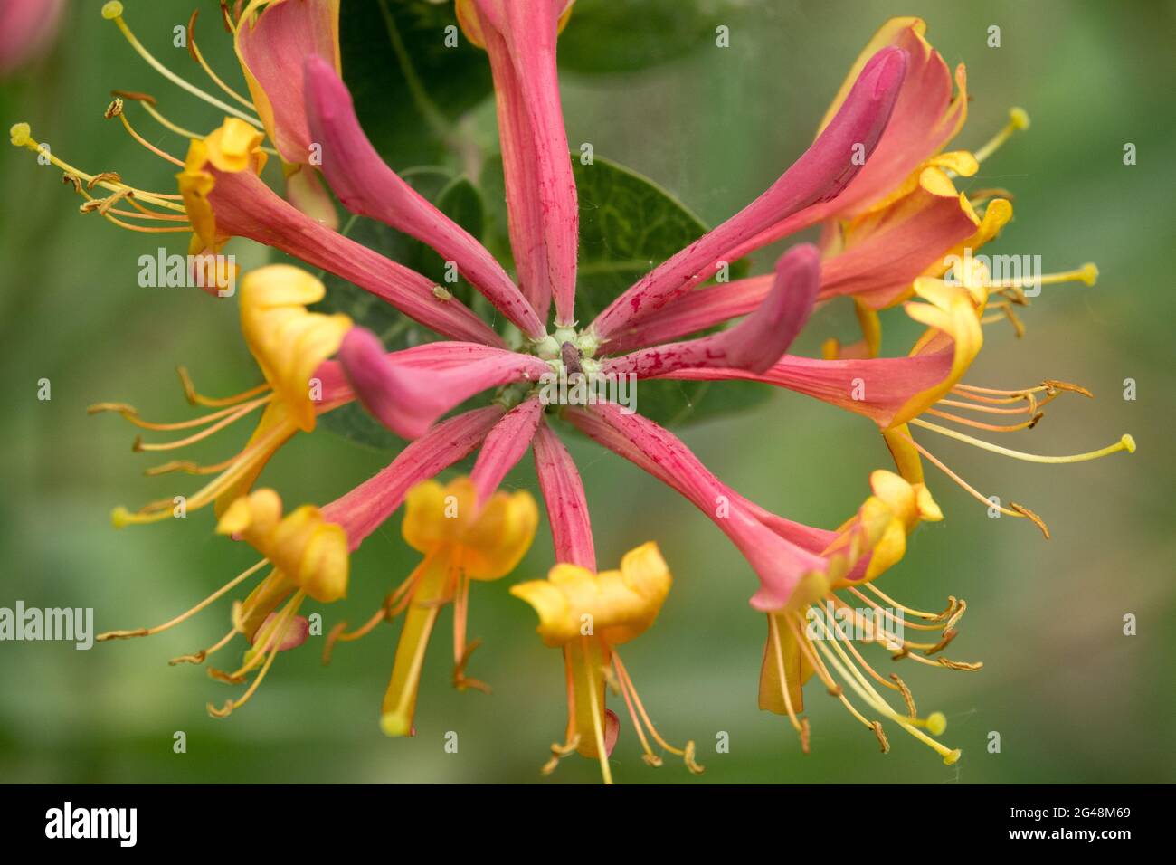 Fiore giallo rosso Honeysuckle Lonicera × heckrottii fiamma oro Foto Stock