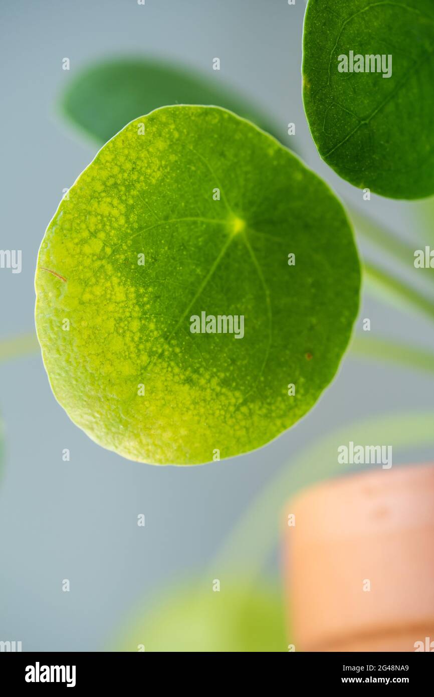 Primo piano di Pilea peperomioides con scottature sulle foglie. Foto Stock