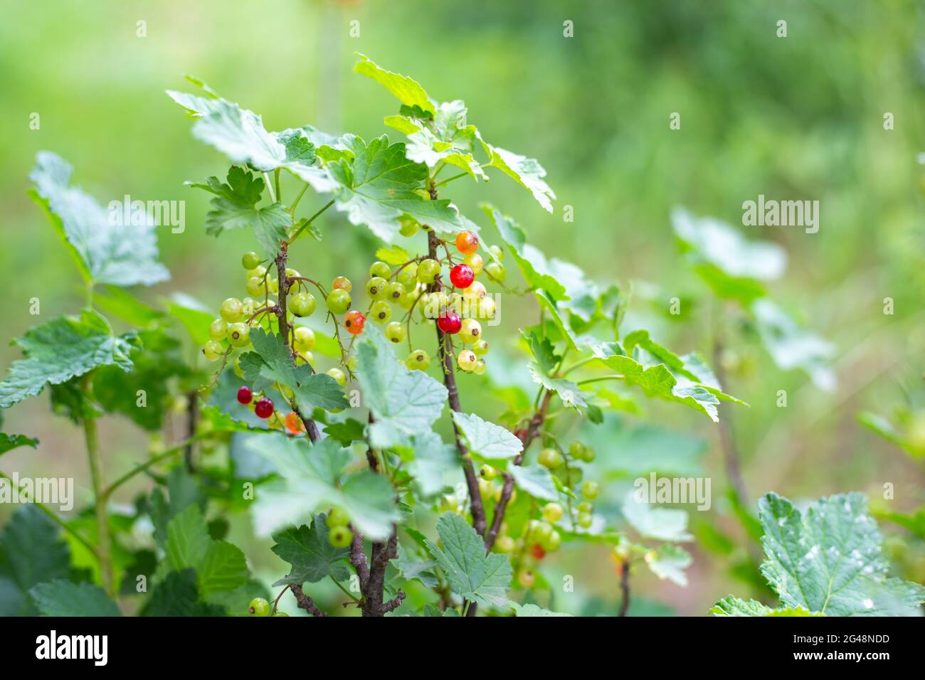 Cespuglio di curry rosso. Maturazione bacche succose ricche di vitamine. Giardinaggio. Foto Stock