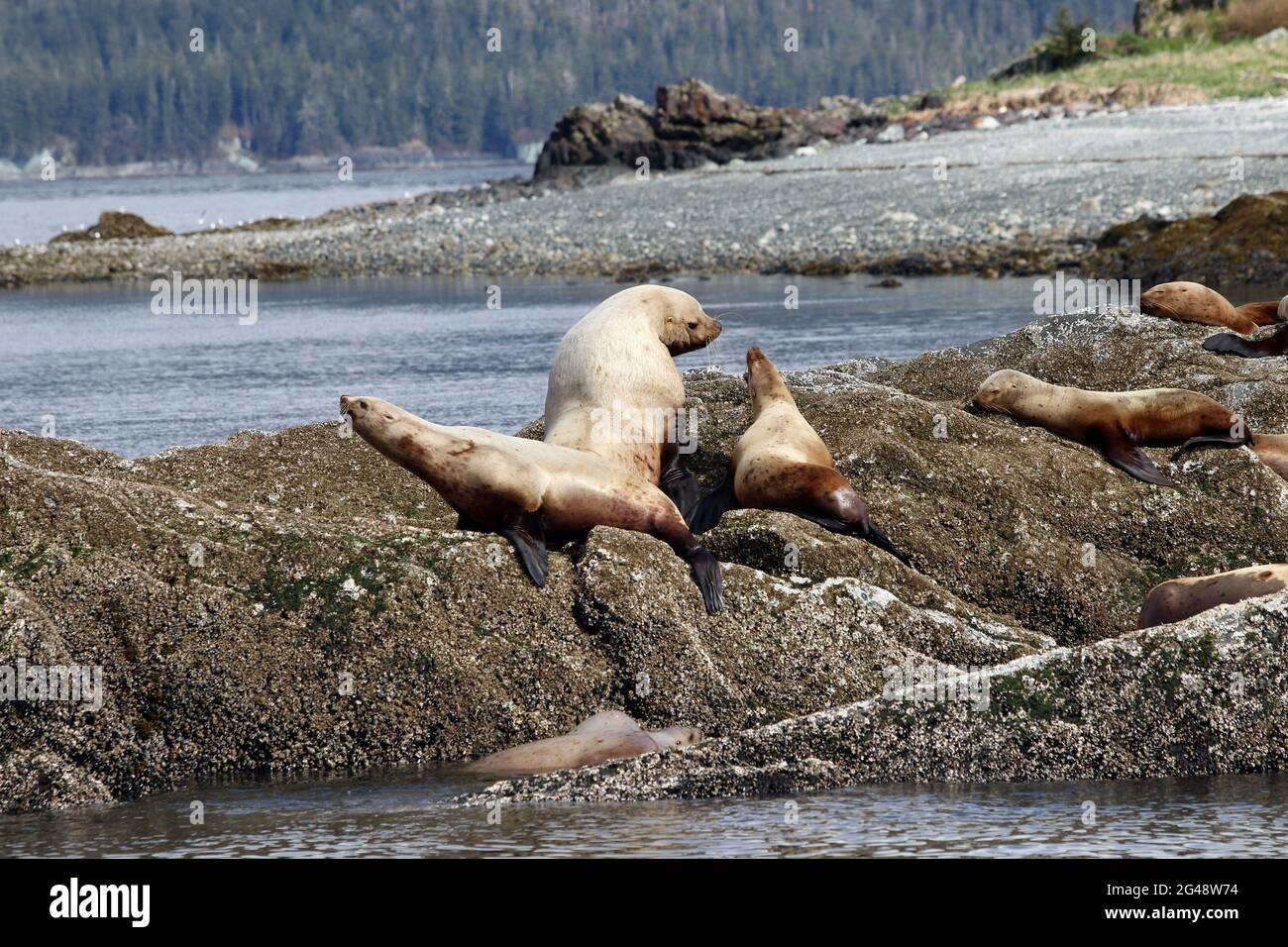 Un enorme toro fur Seal nana una mucca compionable. Foto Stock