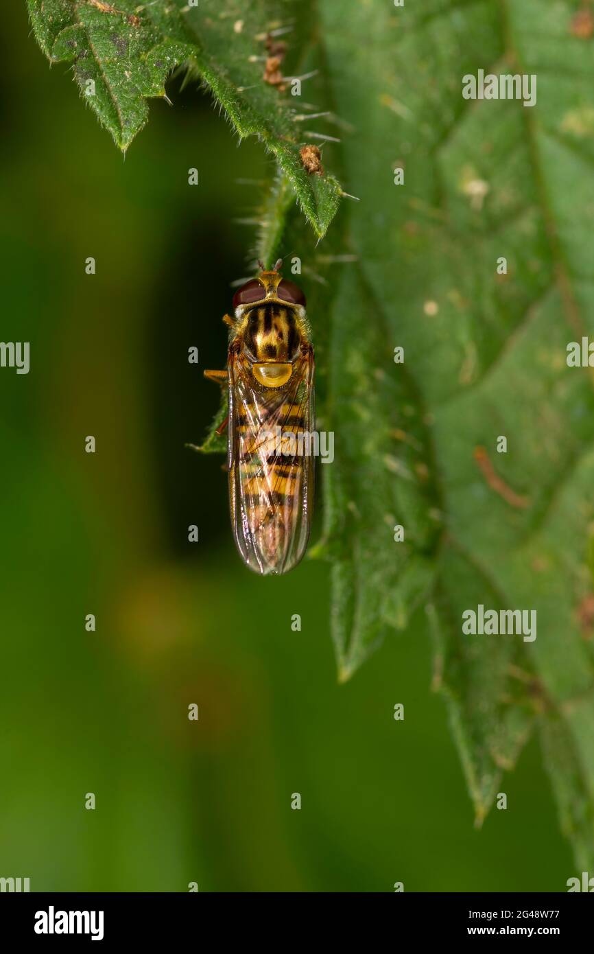 Specie di volata a riposo con ali chiuse in un giardino di Norfolk. REGNO UNITO. Foto Stock