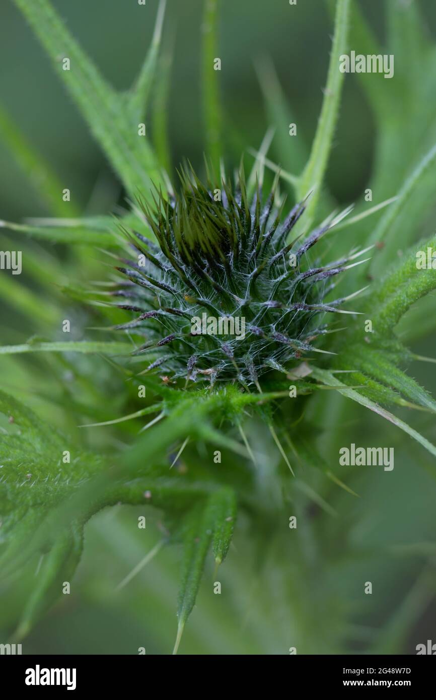 Thistle o testa di teasel che cresce in un giardino di Norfolk uk. Foto Stock