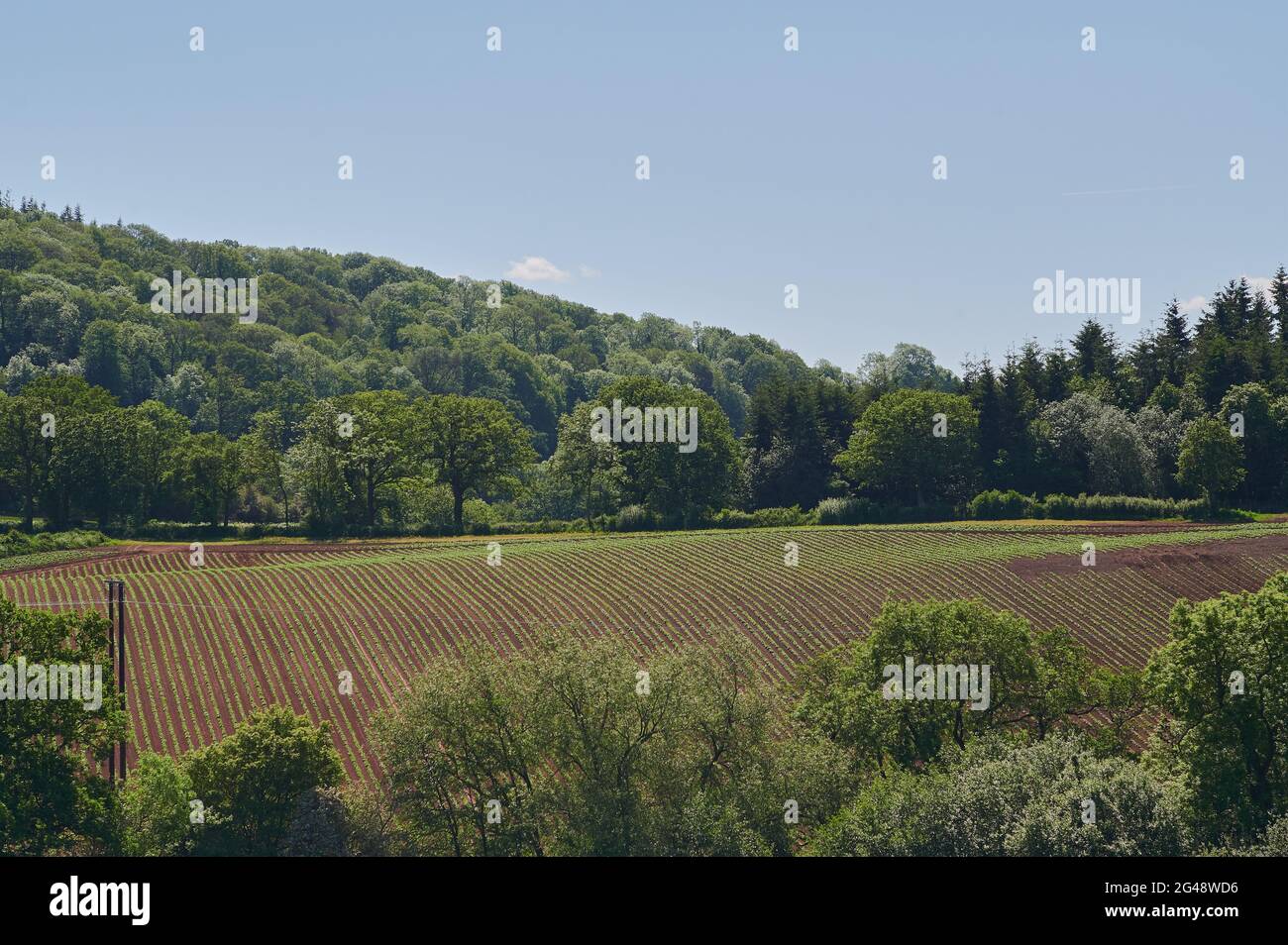 Campo agricolo in campagna inglese con cielo blu con collina sullo sfondo Foto Stock