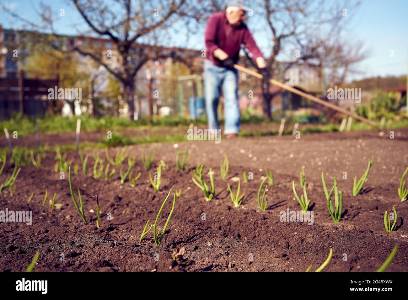 Letto da giardino con giovani piantine di cipolle in primavera, con un uomo che lavora sullo sfondo Foto Stock