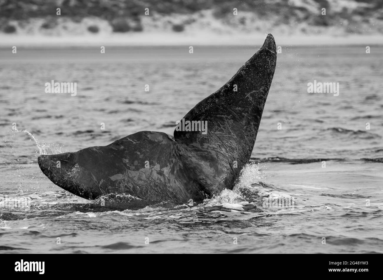 Coda delle balene a destra meridionale, Peninsula Valdes, patrimonio dell'umanità dell'UNESCO, Patagonia, Argentina. Foto Stock