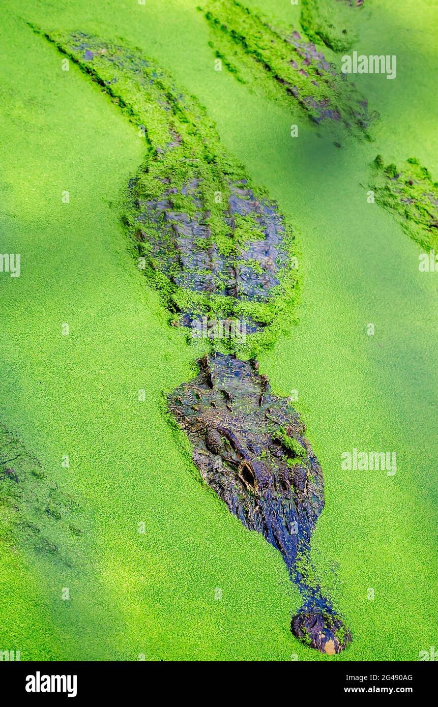 Gli alligatori adulti nuotano attraverso le anatre al Gulf Coast Gator Ranch and Tours, 12 giugno 2021, a Moss Point, Mississippi. Foto Stock