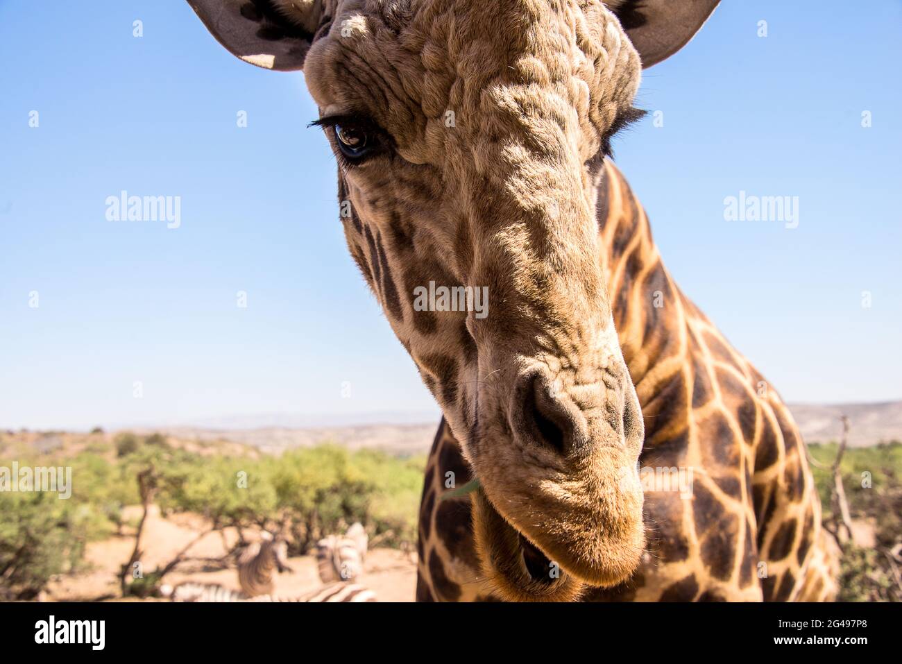 Un ritratto di una giraffa Foto Stock