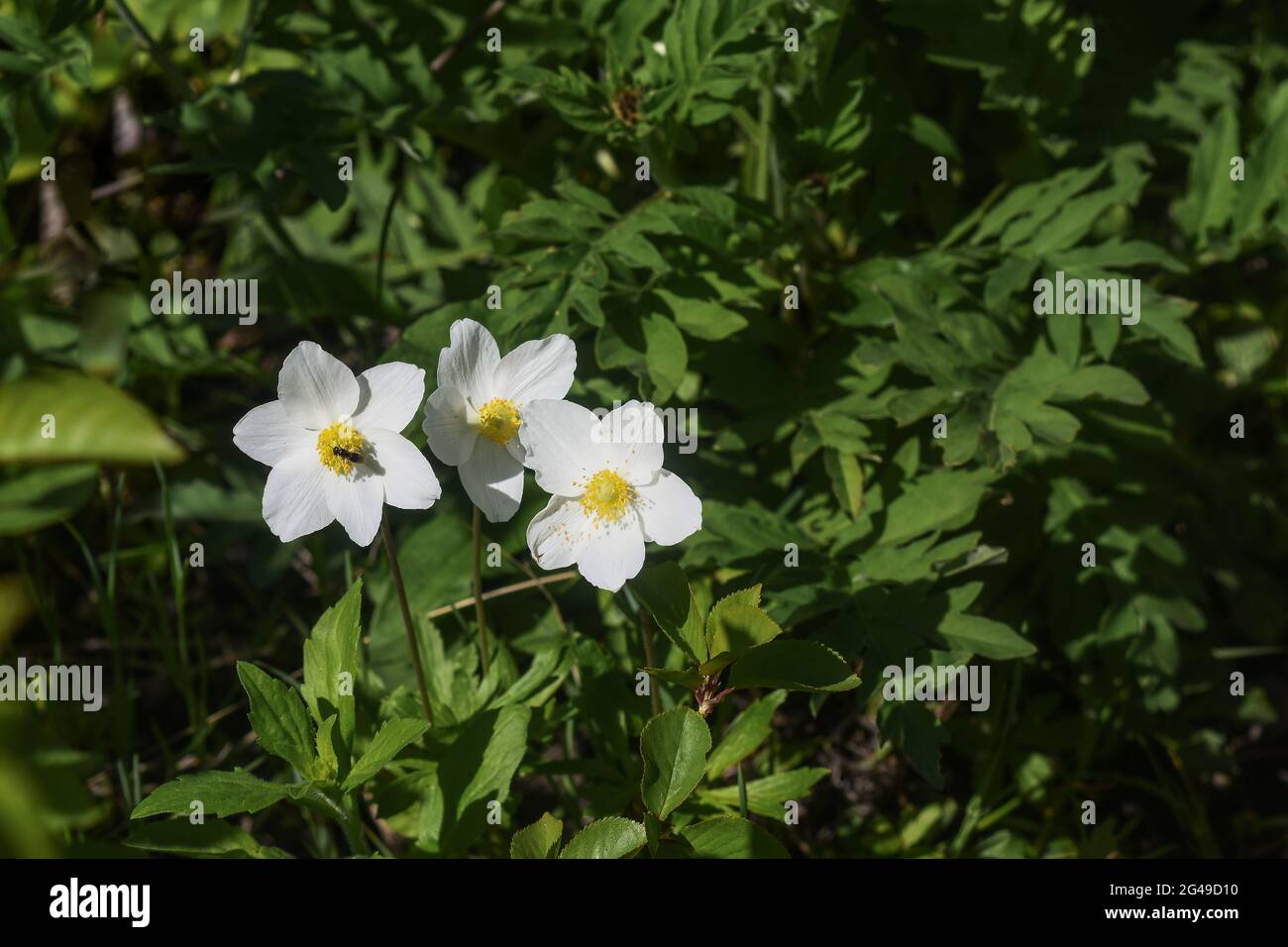 tre fiori bianchi su sfondo di foglie verdi. Foto Stock