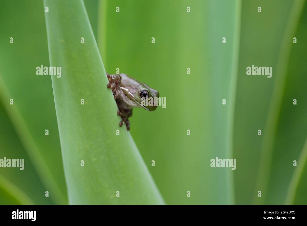 Rana di albero verde appollaiata sulla pianta di Agave Foto Stock