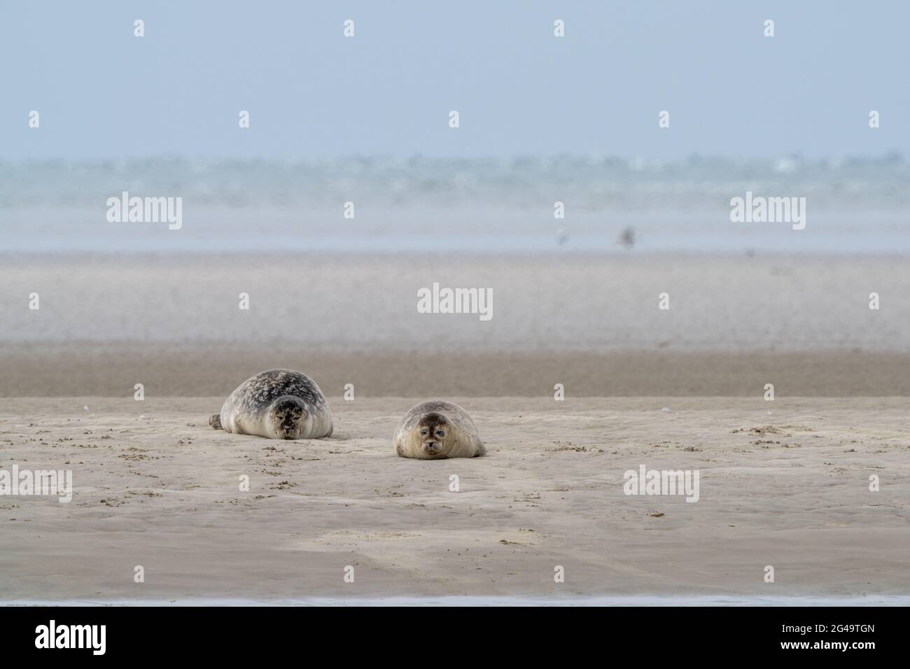 Due foche comuni crogiolarsi al sole su un banco di sabbia nel mare di Wadden foche comuni crogiolarsi al sole su un banco di sabbia nel Wadden Foto Stock