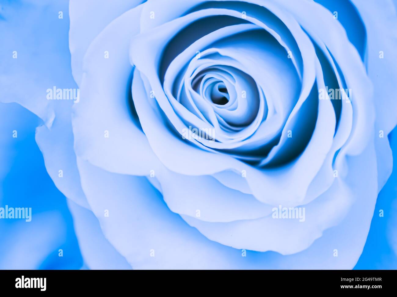 Concetto botanico, carta di invito - fuoco morbido, sfondo floreale astratto, fiore di rosa blu. Macro fiori sfondo per holida Foto Stock