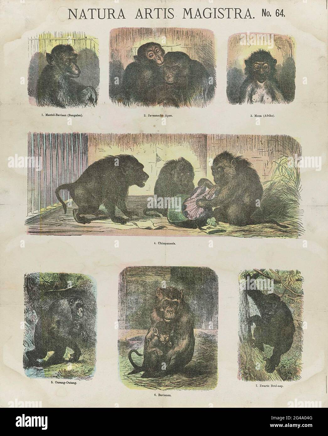 Natura Artis Magistra; le stampe di Meijer. Foglia con 7 rappresentazioni di scimmie, tra cui scimpanzé, orangutani e baboons. Sotto ogni immagine una didascalia. Numerato in alto a destra: N. 64. Foto Stock
