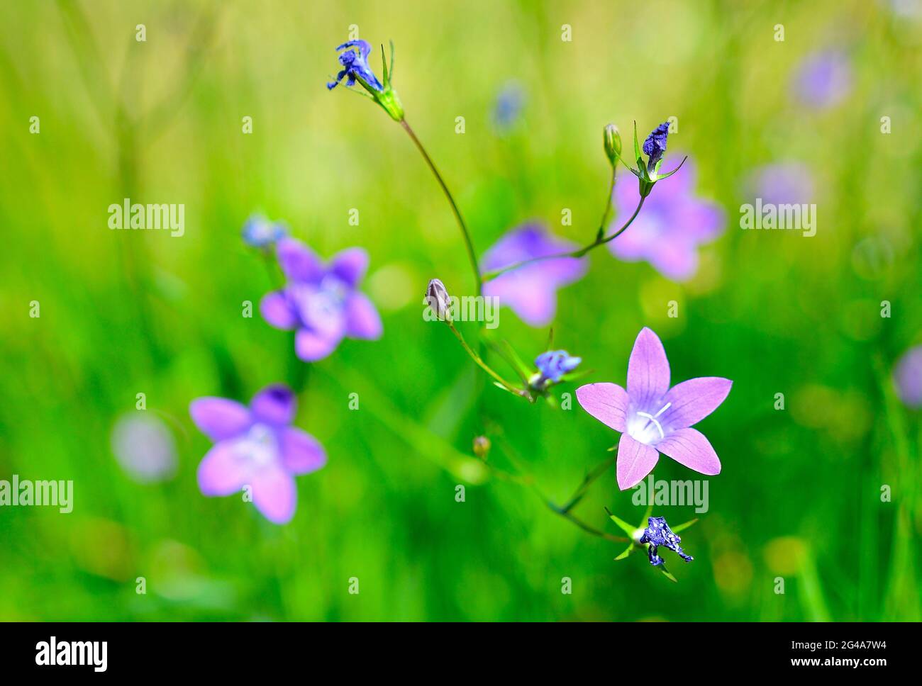 Bella patula di fiori selvatici campanula, piante selvatiche fiorite, bel fiore di campanello viola che si diffonde in fiore, Summertime in prato, Europa Foto Stock