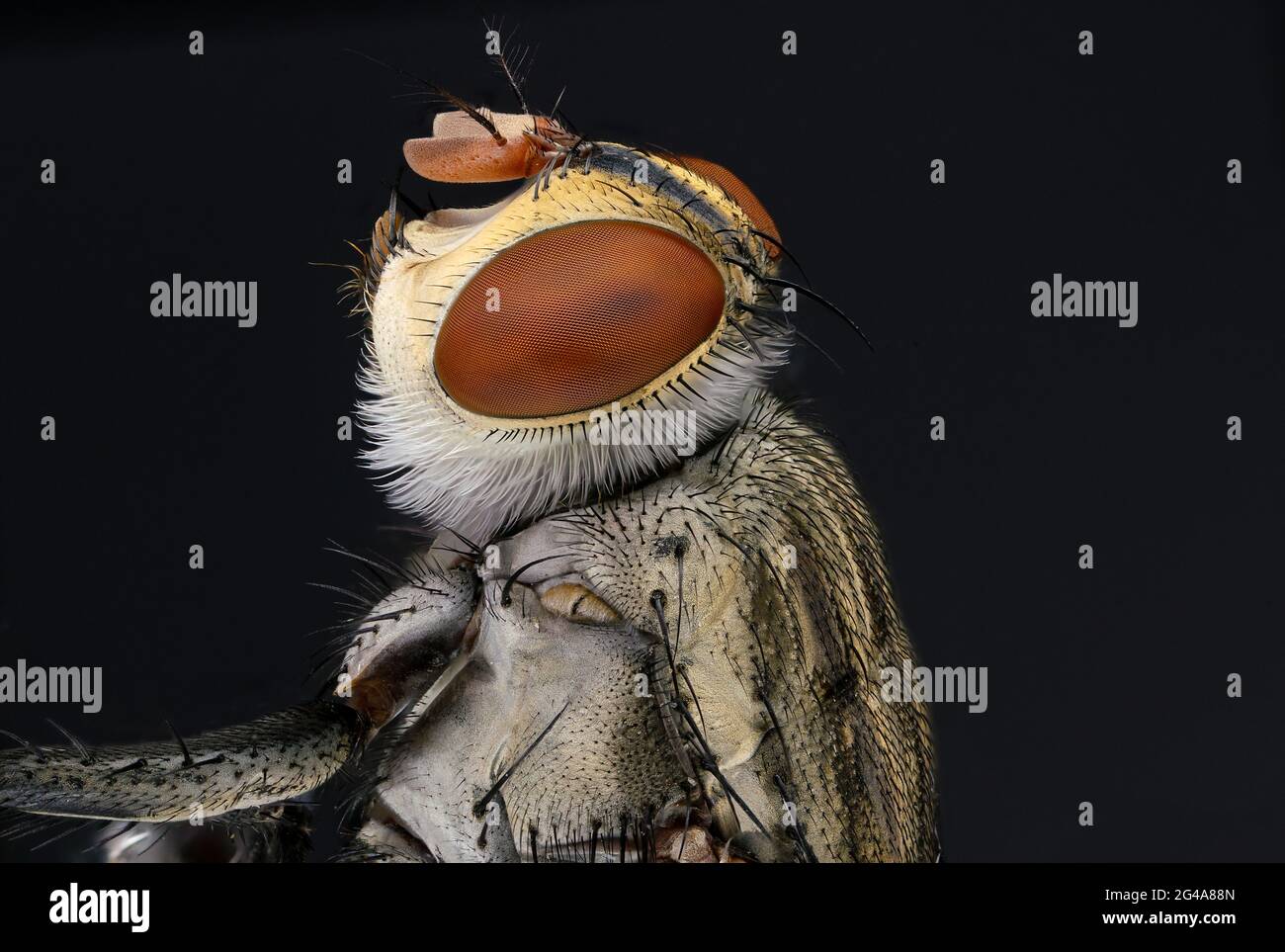 Il rapinatore di mosca comune e il soilder volano macro estrema Foto Stock