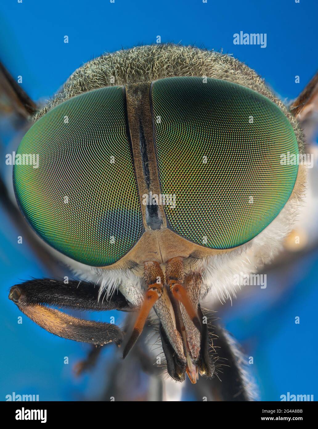 Il rapinatore di mosca comune e il soilder volano macro estrema Foto Stock