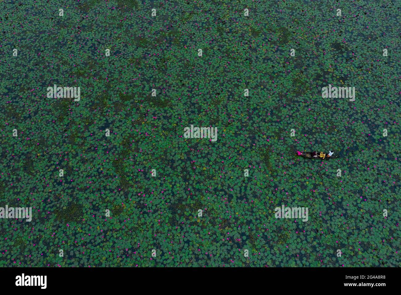 Giro in barca attraverso il laghetto dei fiori di lilly Foto Stock