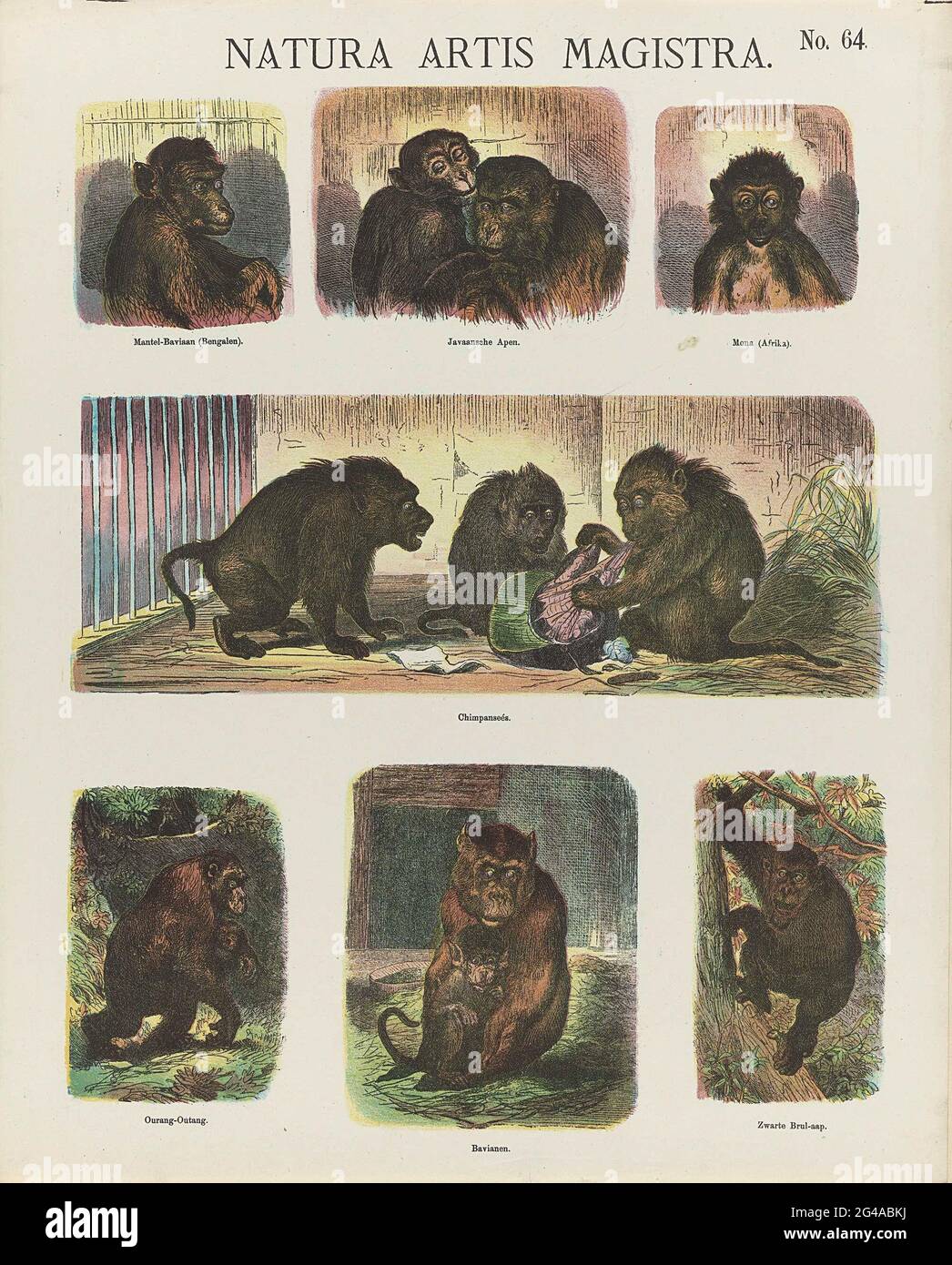 Natura Artis Magistra; le stampe di Meijer. Foglia con 7 rappresentazioni di scimmie, tra cui scimpanzé, orangutani e baboons. Sotto ogni immagine una didascalia. Numerato in alto a destra: N. 64. Foto Stock