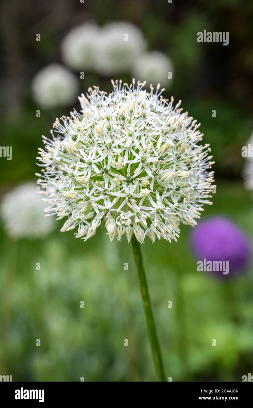 I fiori dell'Allium stitatum. Conosciuta anche come la cipolla ornamentale Foto Stock