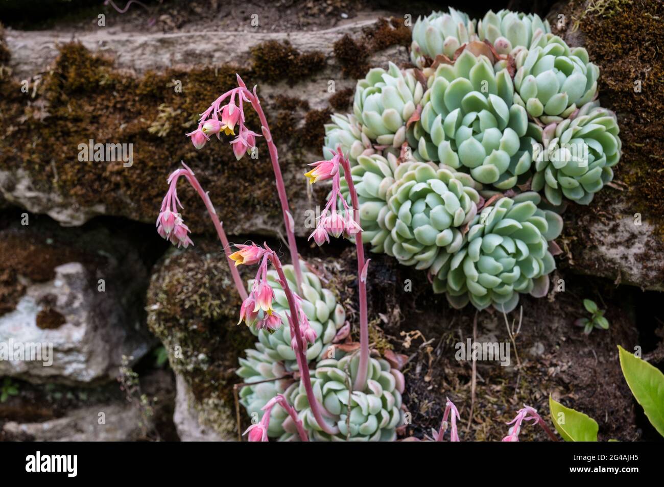 Fioritura Echeverias pianta che cresce su un muro di pietra in un giardino irlandese Foto Stock