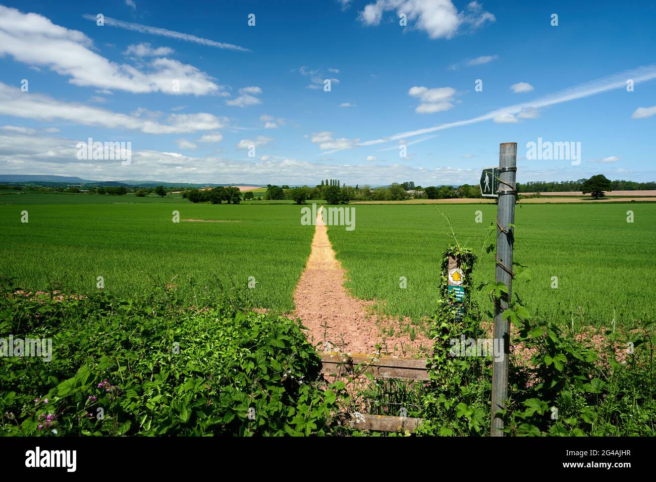 Herefordshire / UK - 6 giugno 2021: Cartello pubblico che indica la pista o il percorso attraverso il campo agricolo arabile in estate sotto il cielo blu con piccolo puff Foto Stock