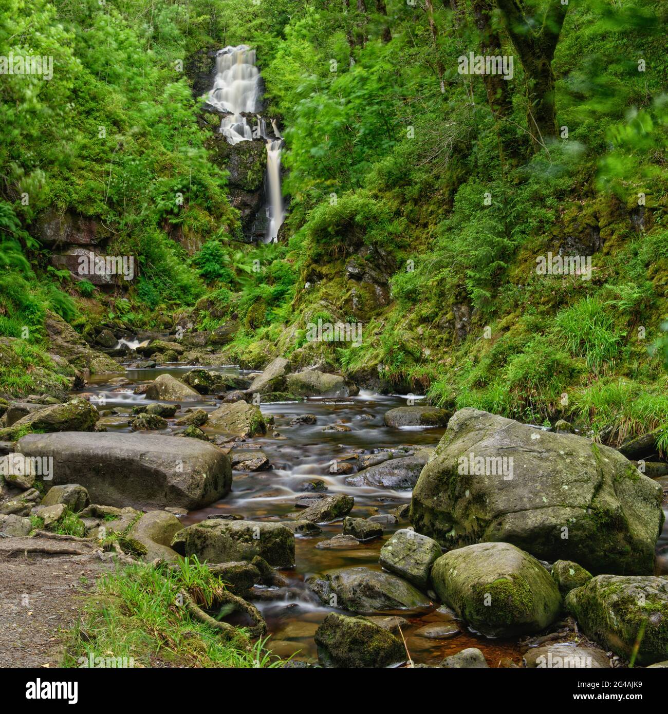 "Little Fawn Falls" si trova nel bosco di Achray Forest, a nord di Aberfoyle nel Trossachs National Park, Western Highlands, Scozia. Foto Stock