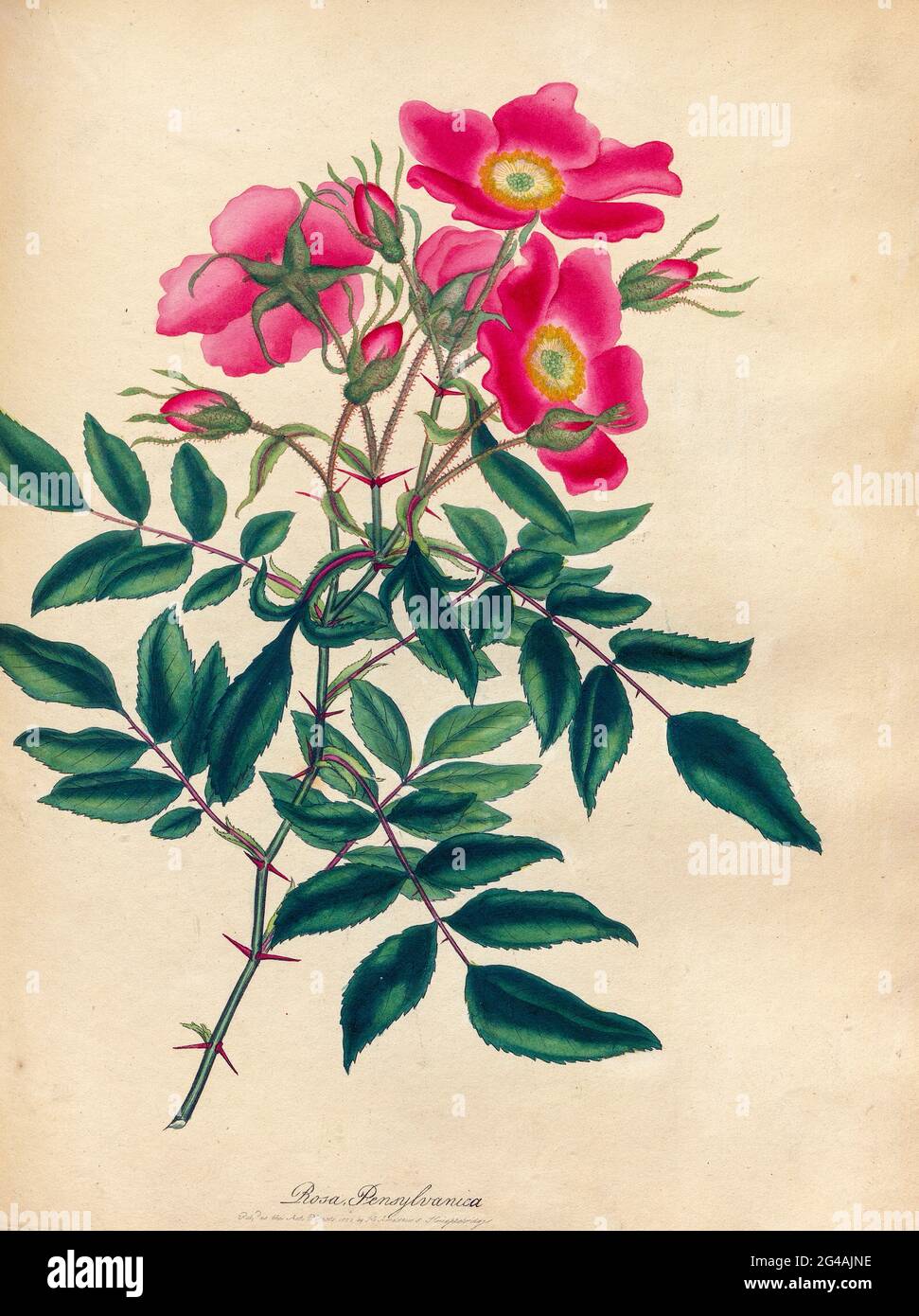 ROSA Pennsylvanica, Rosa Pennsylvaniana dal libro Roses, o, una monografia del genere Rosa : contenente figure colorate di tutte le specie conosciute e delle varietà belle, disegnate, incise, descritte e colorate, From Living Plants. Di Andrews, Henry Charles, pubblicato a Londra : stampato da R. Taylor e Co. ; 1805. Foto Stock