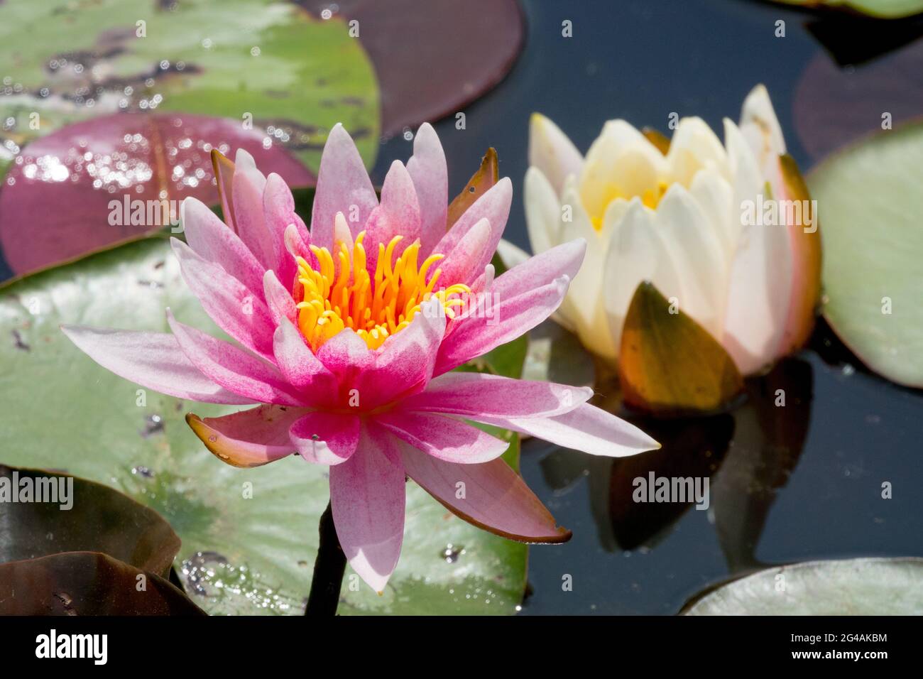 Fiore della ninfea della ninfea d'acqua fiore della ninfea nella pianta acquatica del laghetto Foto Stock