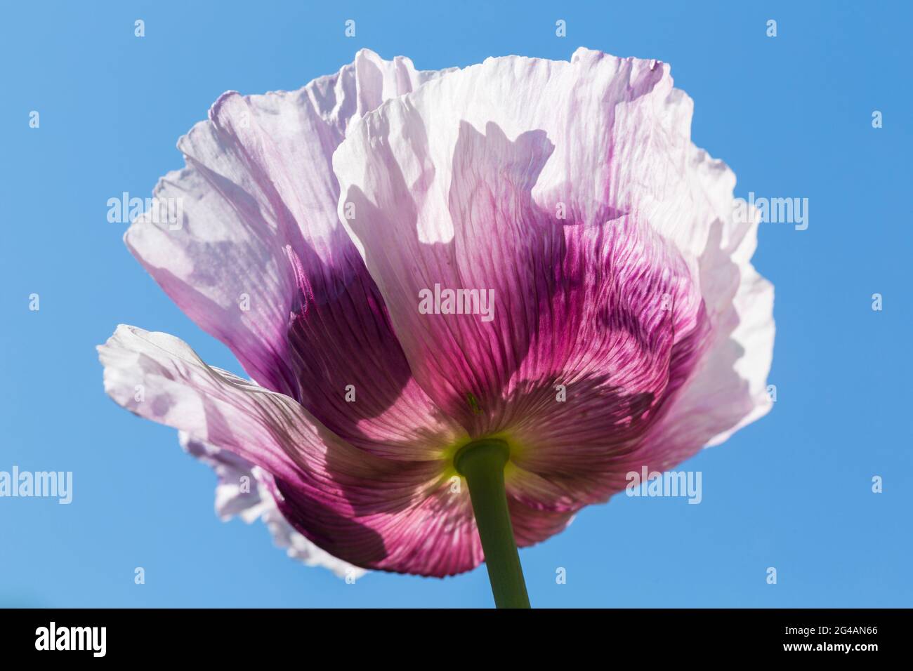 Papavero rosa porpora, papaver somniferum, da sotto contro cielo blu auto seminato in giardino domestico a Bournemouth, Dorset UK nel mese di giugno Foto Stock