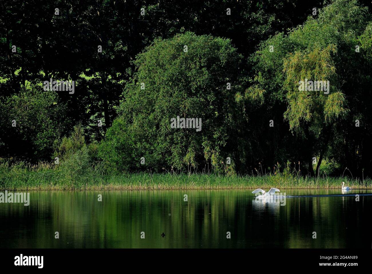 sole, giorno di sole, estate, tempo libero, lago, natura, silenzio, stile di vita, armonia, acqua, ambiente naturale, Foto Stock
