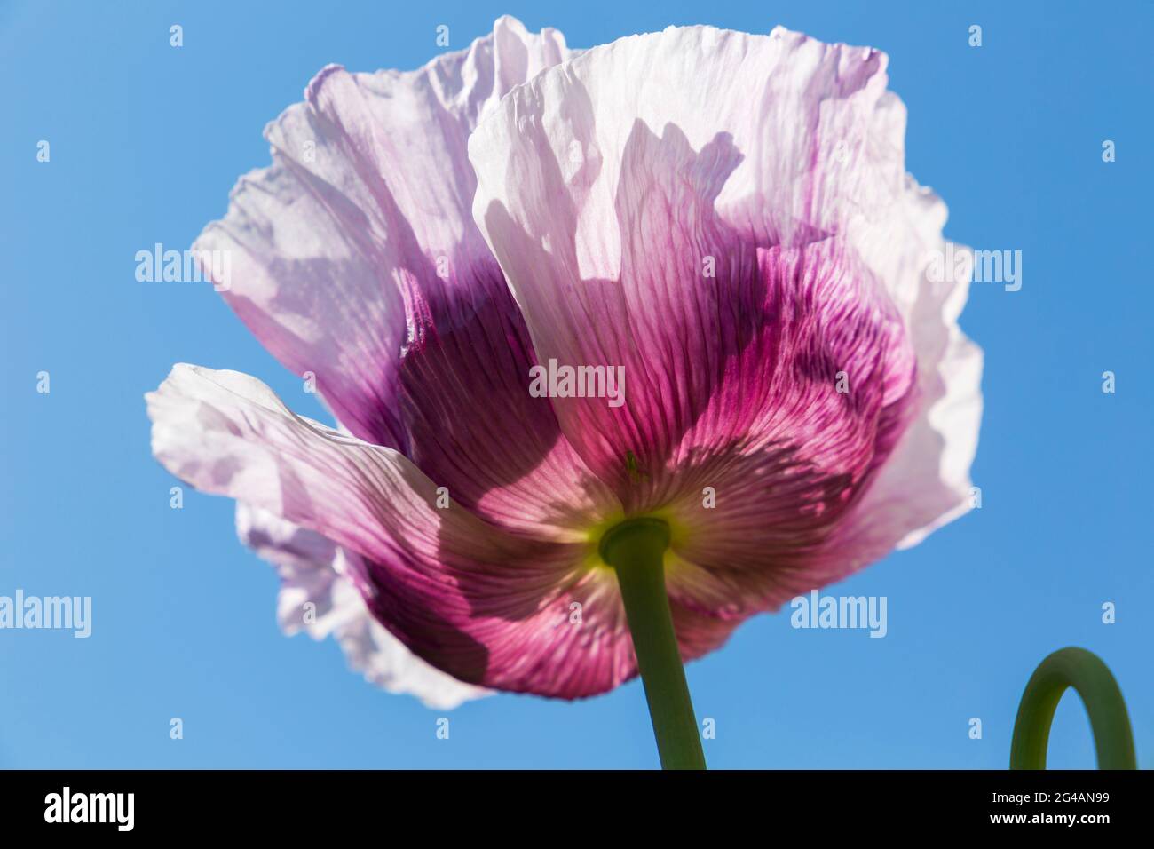 Papavero rosa porpora, papaver somniferum, da sotto contro cielo blu auto seminato in giardino domestico a Bournemouth, Dorset UK nel mese di giugno Foto Stock