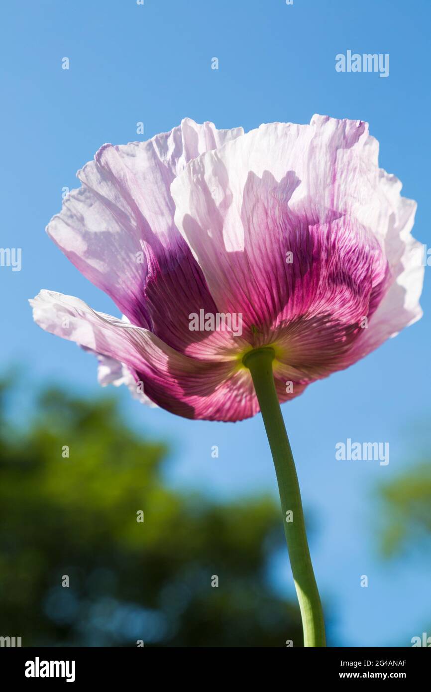 Papavero rosa porpora, papaver somniferum, da sotto contro cielo blu auto seminato in giardino domestico a Bournemouth, Dorset UK nel mese di giugno Foto Stock