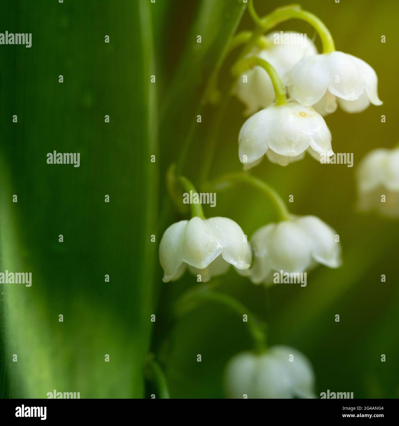 Giglio fiorito della valle fiorito con gocce di pioggia macro Foto Stock