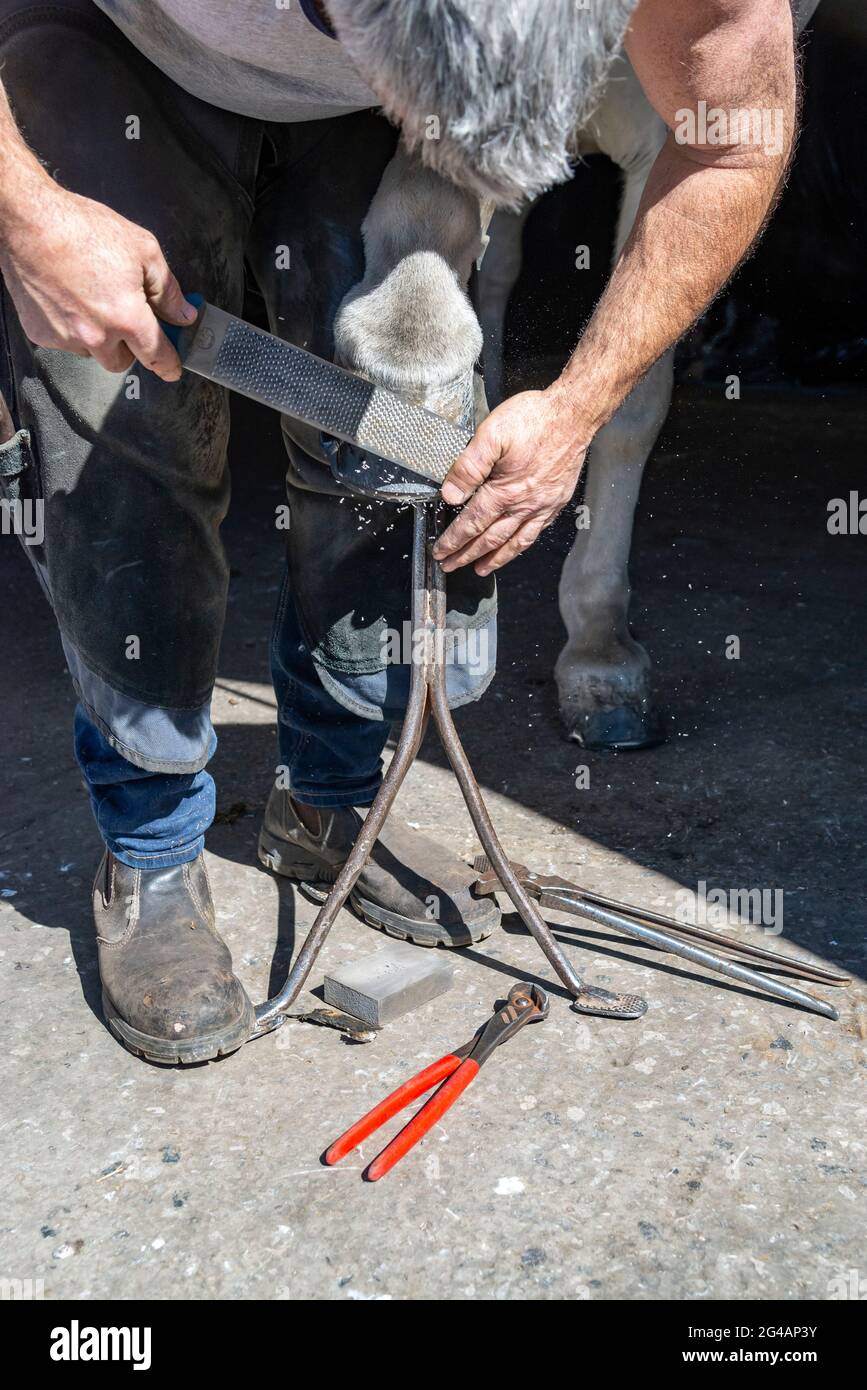 Farrier che lavora sulla calzata di un cavallo. Limatura dello zoccolo dopo il montaggio di una nuova scarpa. Foto Stock