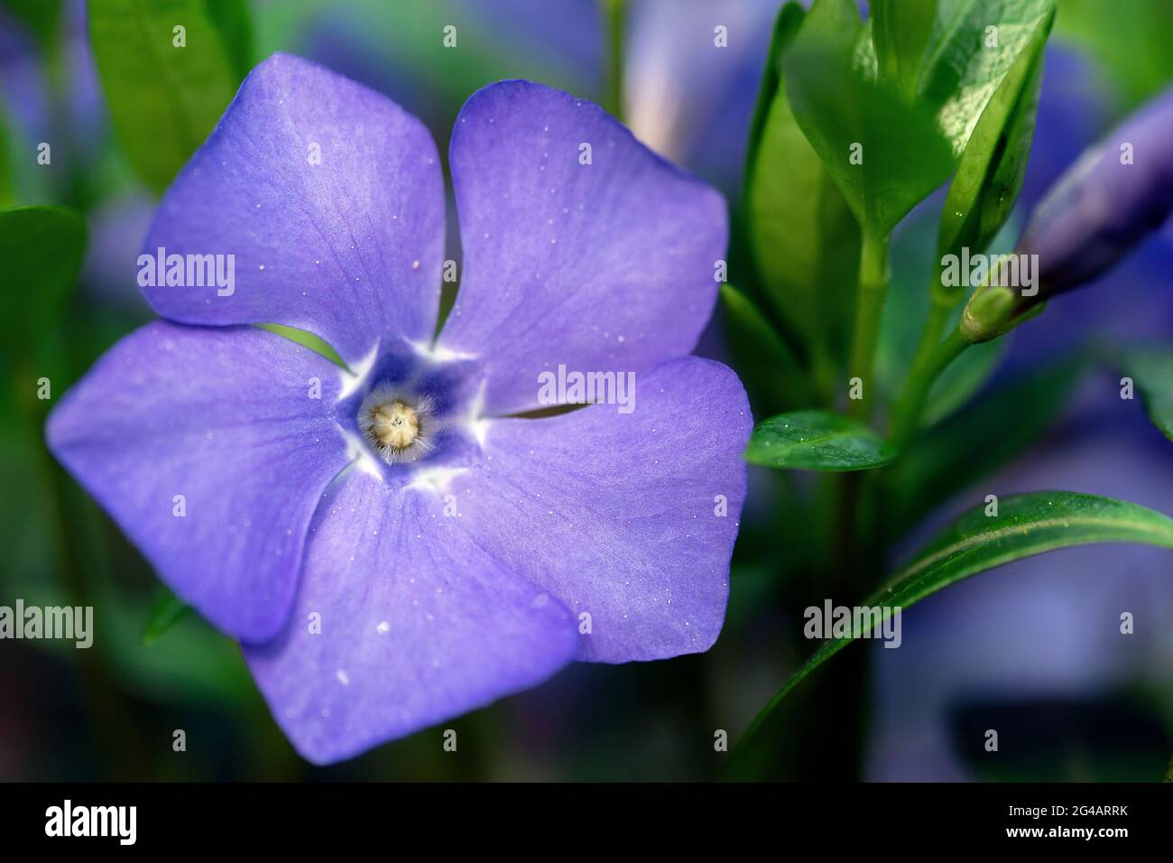 Fiore viola periavvolgente in fiore con gambi verdi macro all'aperto Foto Stock