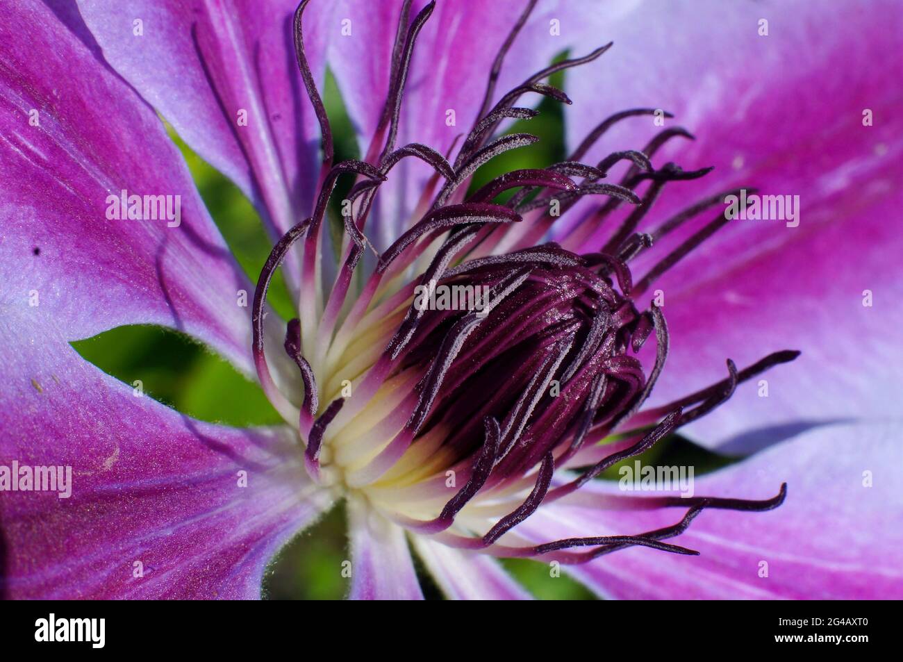 Da vicino estremo del centro di un fiore clematis 'nelly moser' Foto Stock